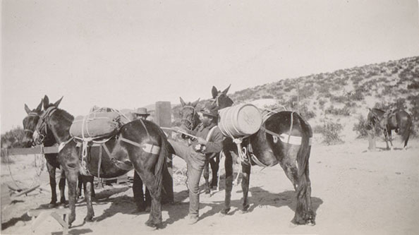 horses with pack supplies